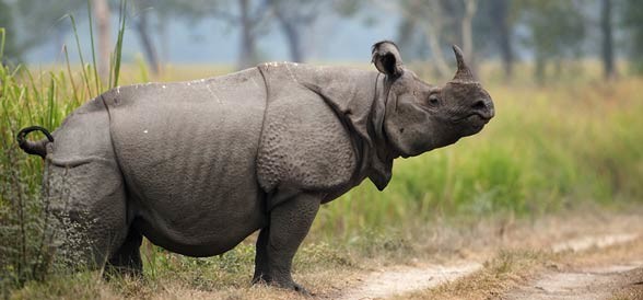 Kaziranga National Park - The Beautiful land of the Rhino