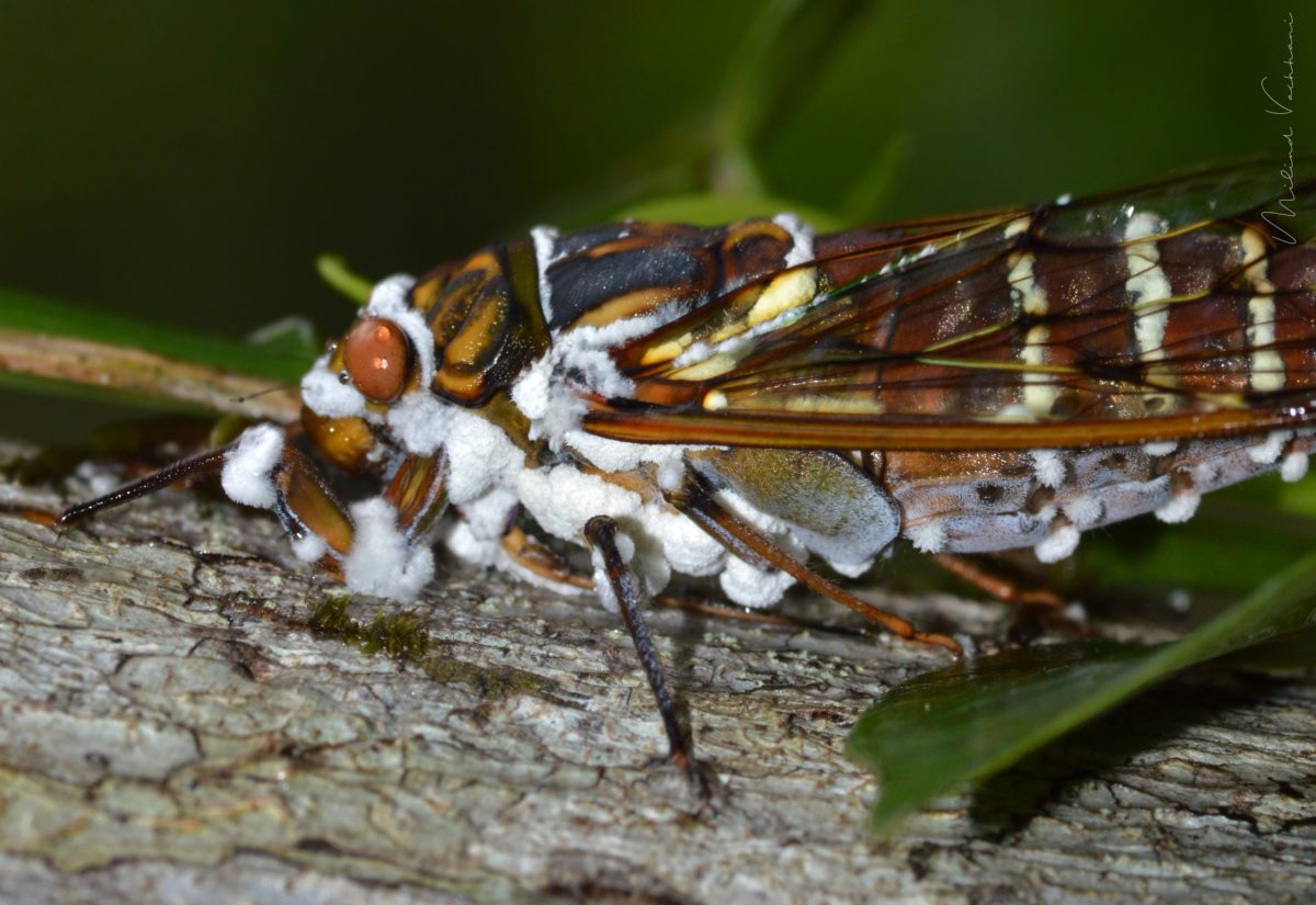 Pathogenic Fungus on the Cicada | Saevus