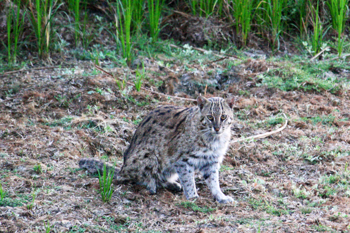 Join hands to save the Fishing Cat