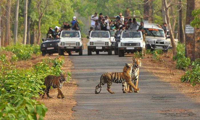 Wildlife protection stepped up at Melghat Tiger Reserve - Wildlife Trade  News from TRAFFIC